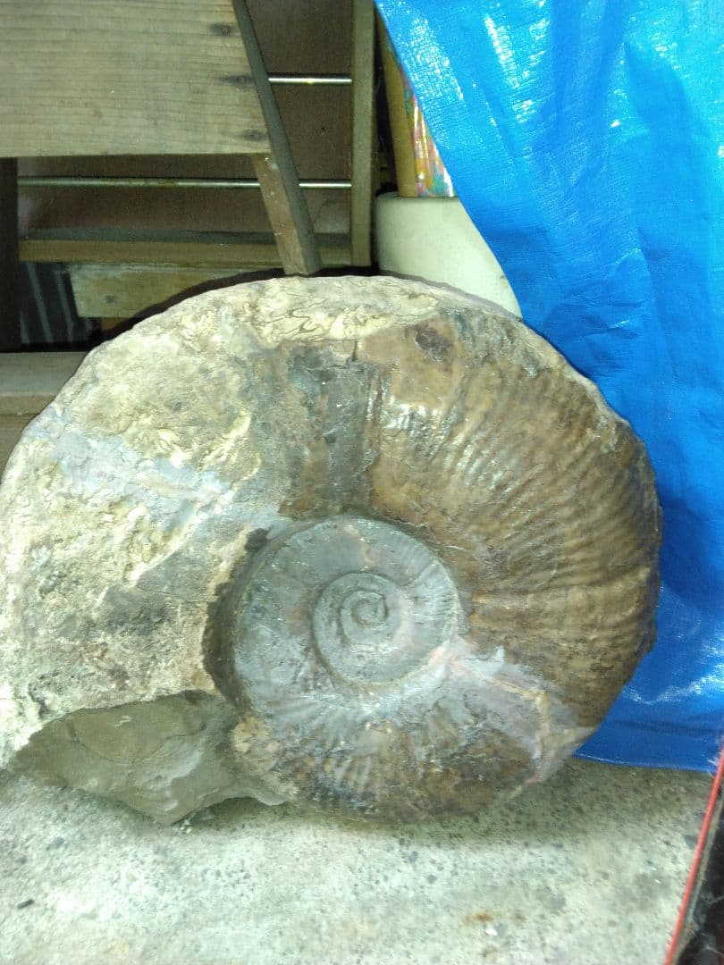 北海道小平町産　プゾシア　アンモナイト　北海道内限定販売です　53cm