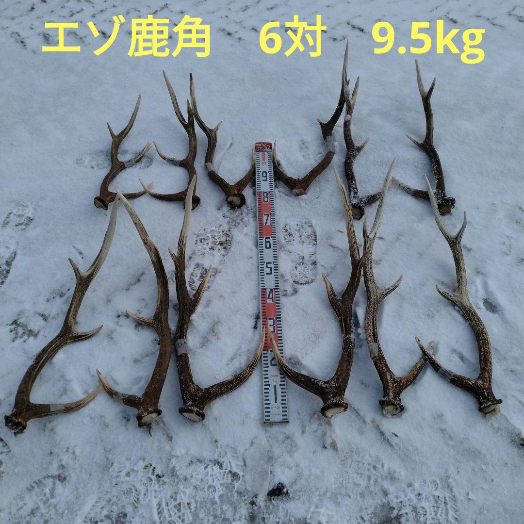 エゾ鹿　角
