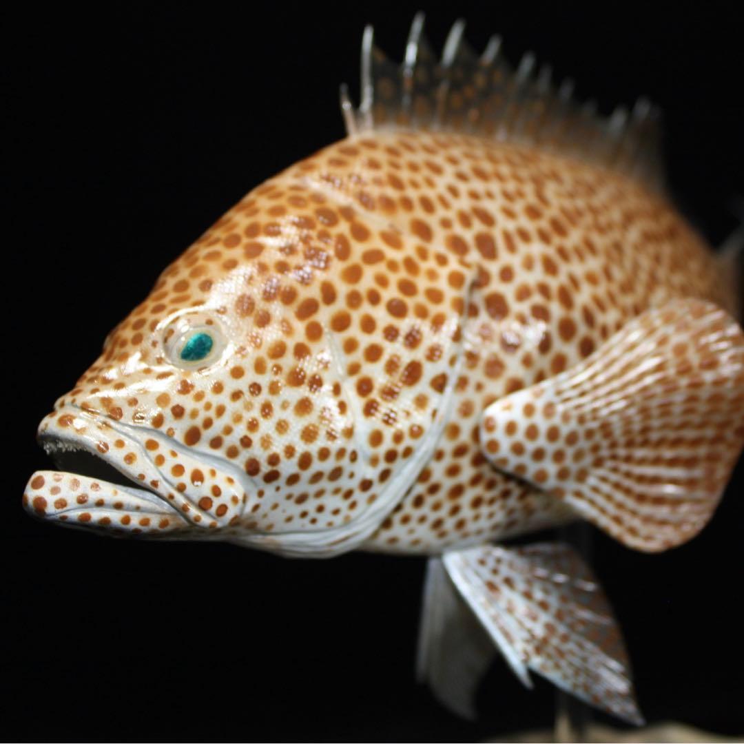 オオモンハタ　フィギュア　魚寸27cm