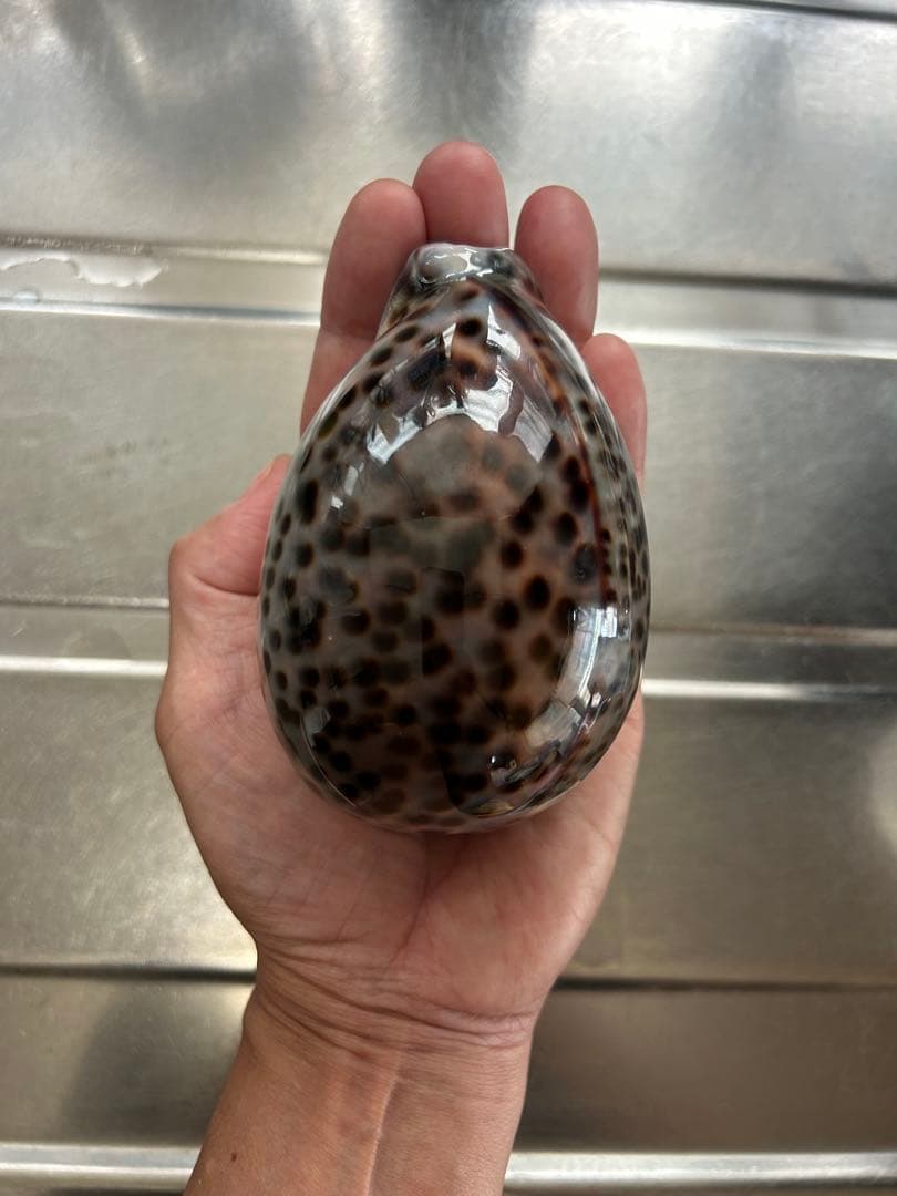 超特大タカラ貝11x7x6cm 特大ヤツシロ貝15x10x7cm