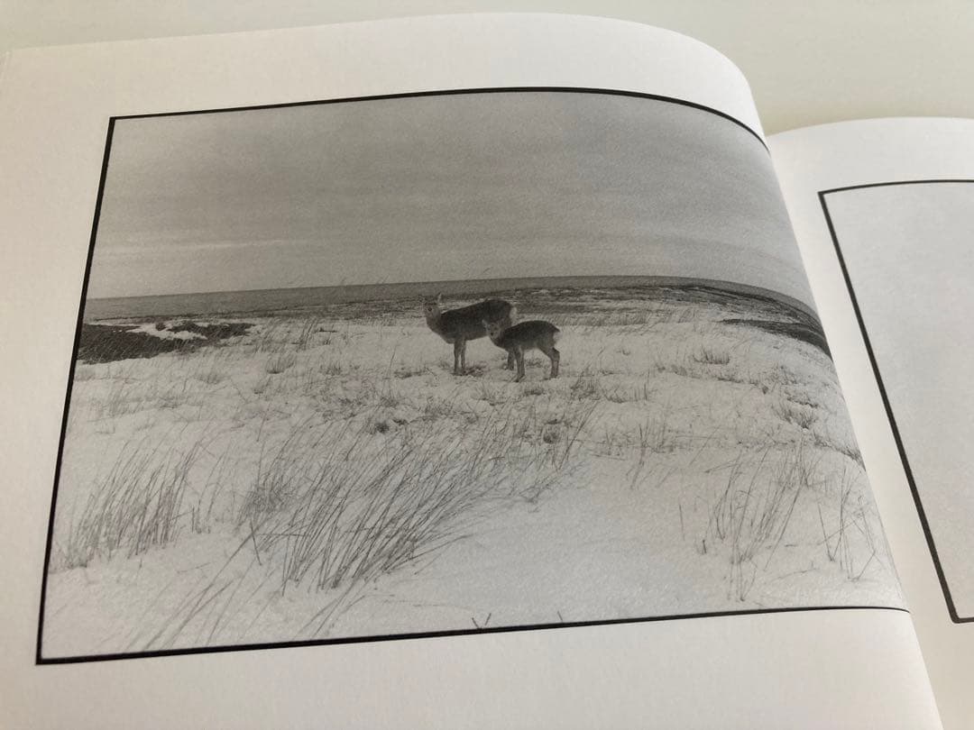 【初版】白石ちえこ / 鹿渡り 蒼穹舎