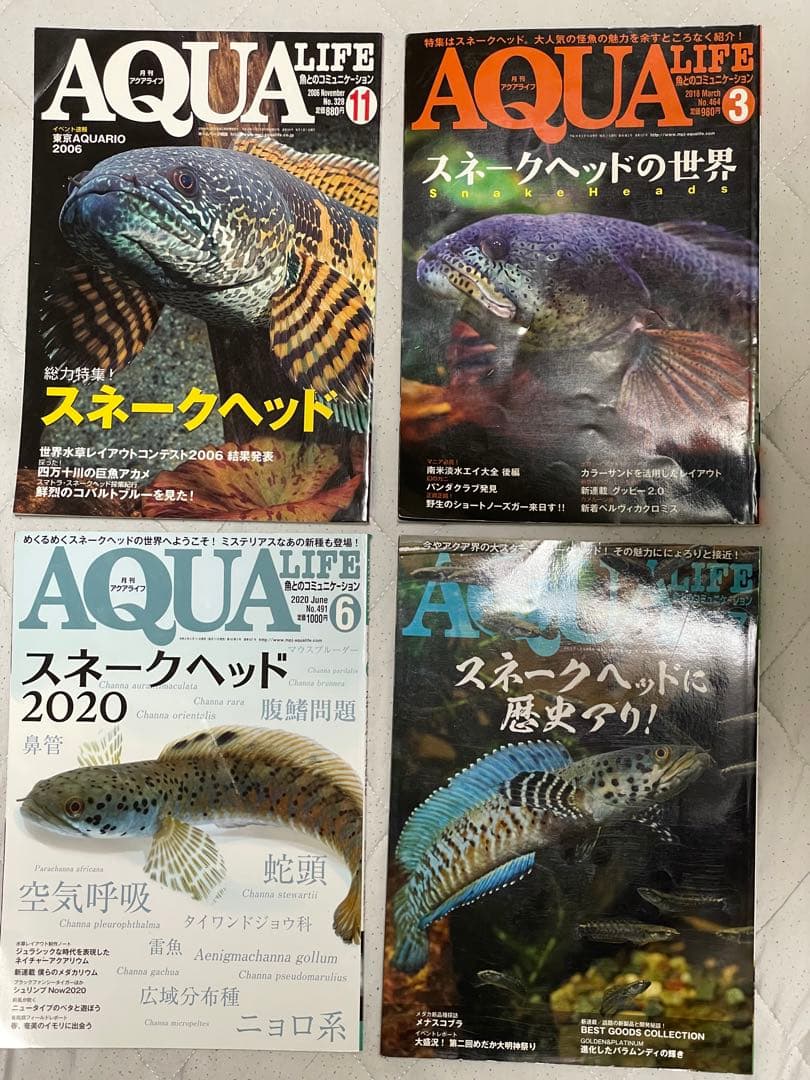 【貴重！】月刊アクアライフ スネークヘッド特集 4冊セット