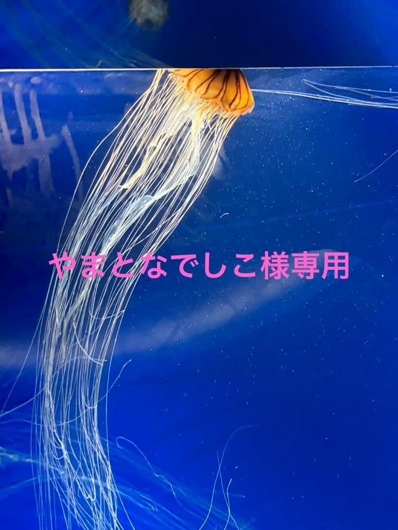 やまとなでしこ